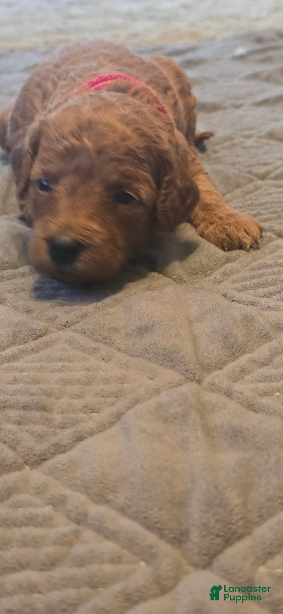 Mini Goldendoodle dogs ivy - Ad 2