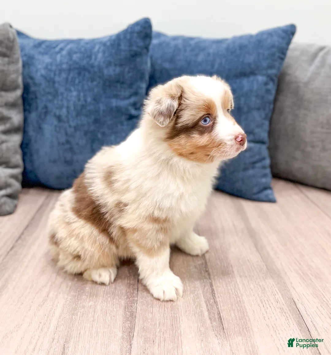 Miniature Australian Shepherd dogs for sale: Rose - Ad 4