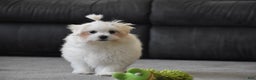 Maltese dogs for sale: Finley - Ad 11
