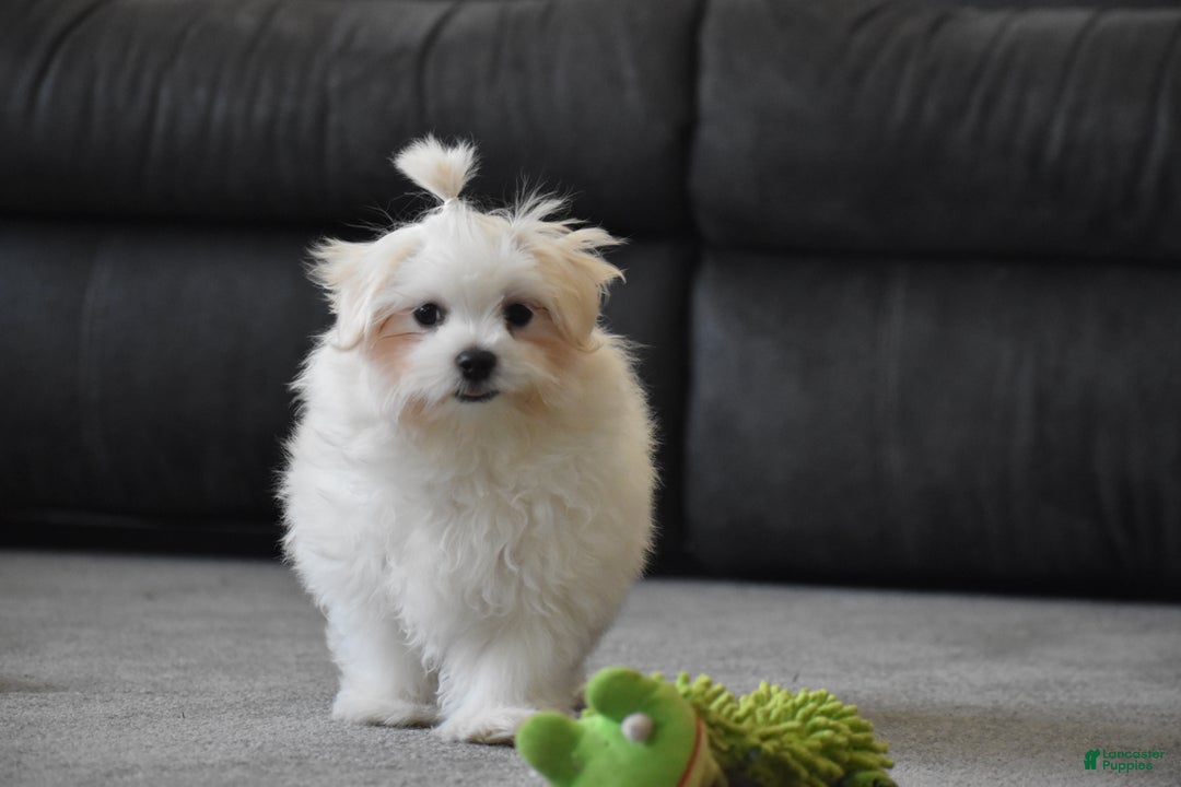 Maltese dogs for sale: Finley - Ad 11