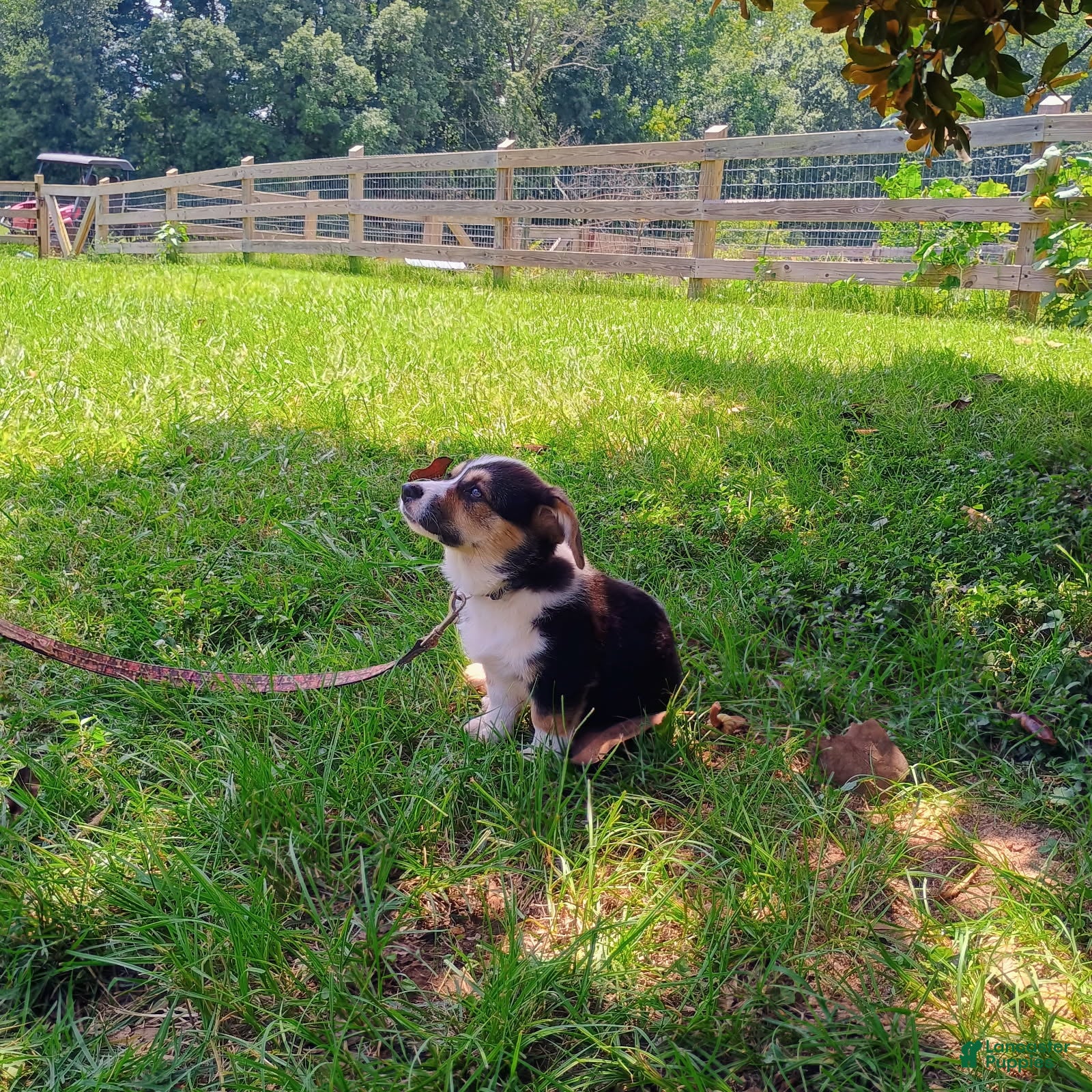 Welsh Corgi Pembroke dogs Elvis - Ad 1