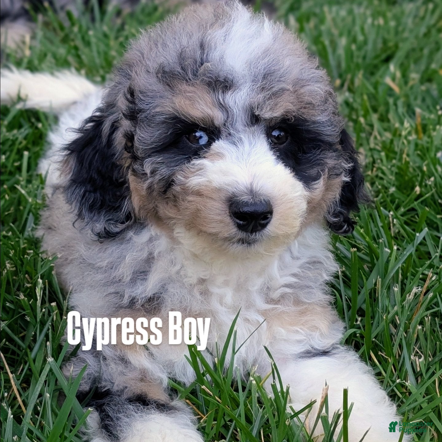 Mixed Breed dogs Cypress  - Ad 1