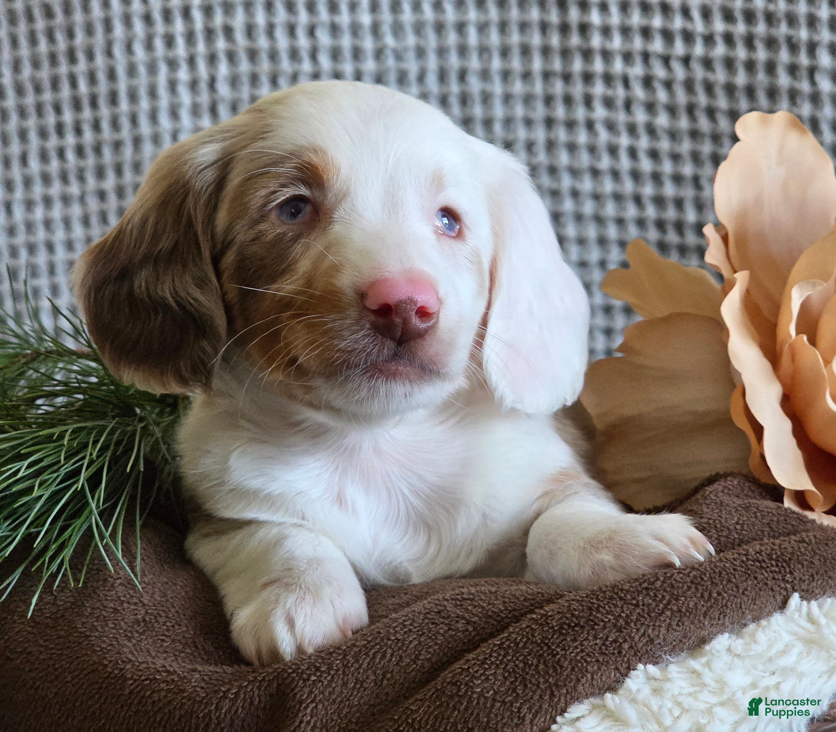 Miniature Dachshund dogs Scot special needs  - Ad 42