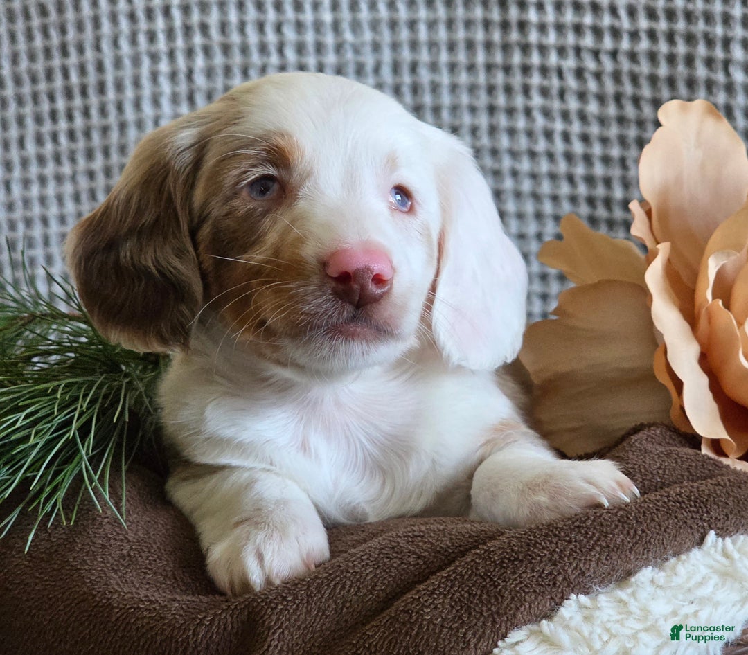 Miniature Dachshund dogs for sale: Scot special needs  - Ad 1