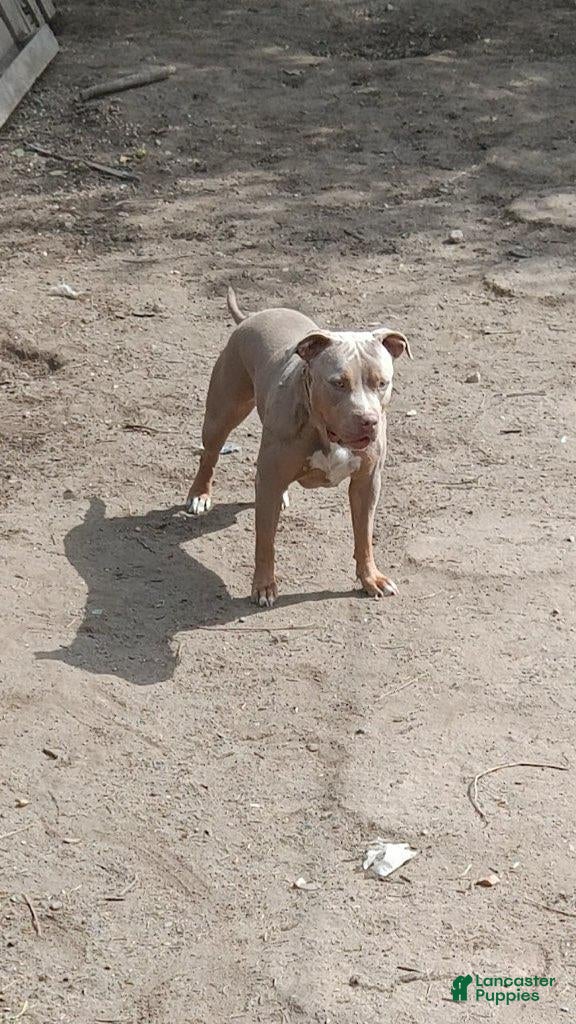 American Bully dogs for sale: American Bully 2 - Ad 1