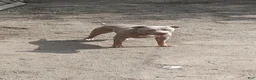American Bully dogs for sale: American Bully 2 - Ad 1