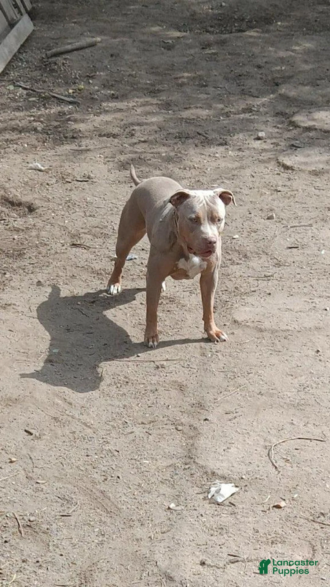 American Bully dogs for sale: American Bully 2 - Ad 1