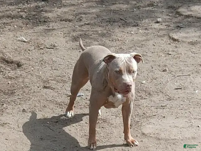 American Bully dogs for sale: American Bully 2 - Ad 1