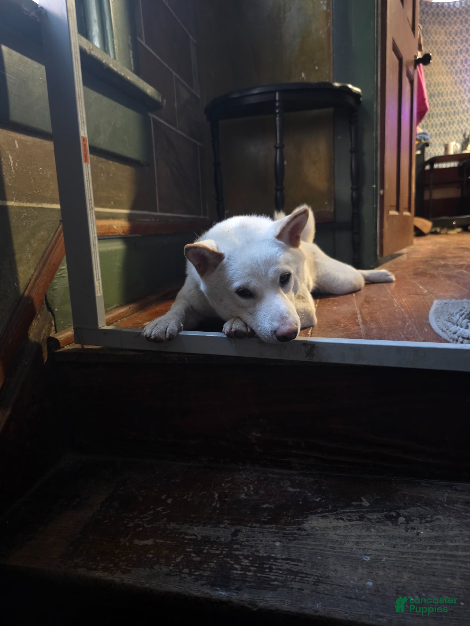 Shiba Inu dogs First litter - Ad 1