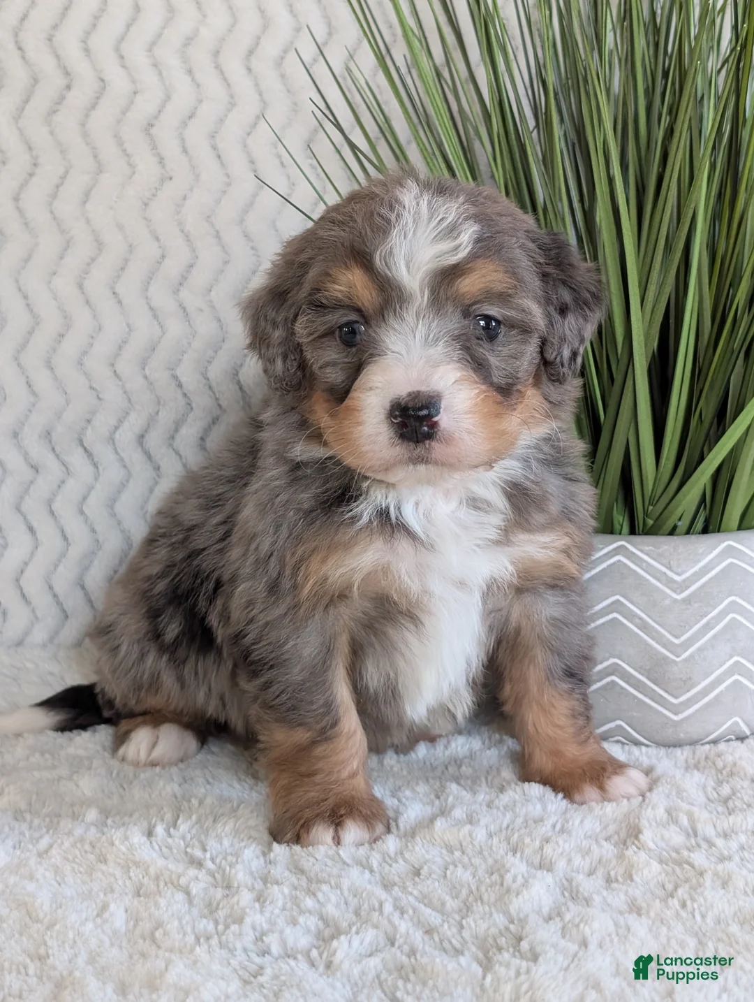 Mini Bernedoodle dogs for sale: Mini River  - Ad 7
