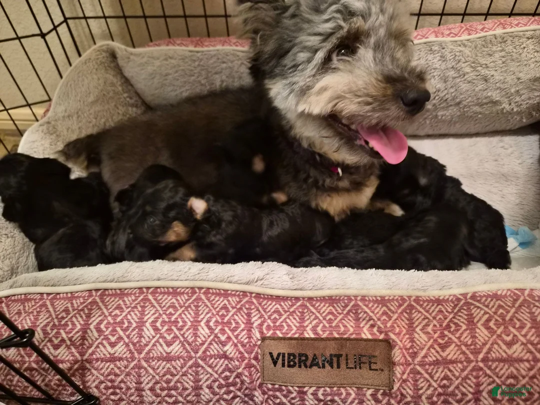 Malshi dogs for sale: Coco - Ad 2