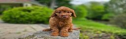 Cavapoo dogs for sale: Hudson - Ad 3