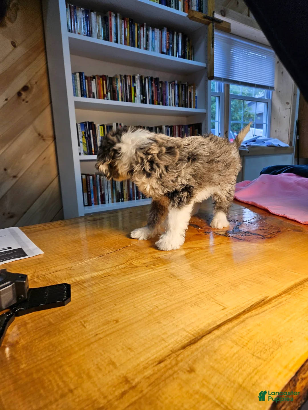 Mixed Breed dogs for sale: Skylar - Ad 4