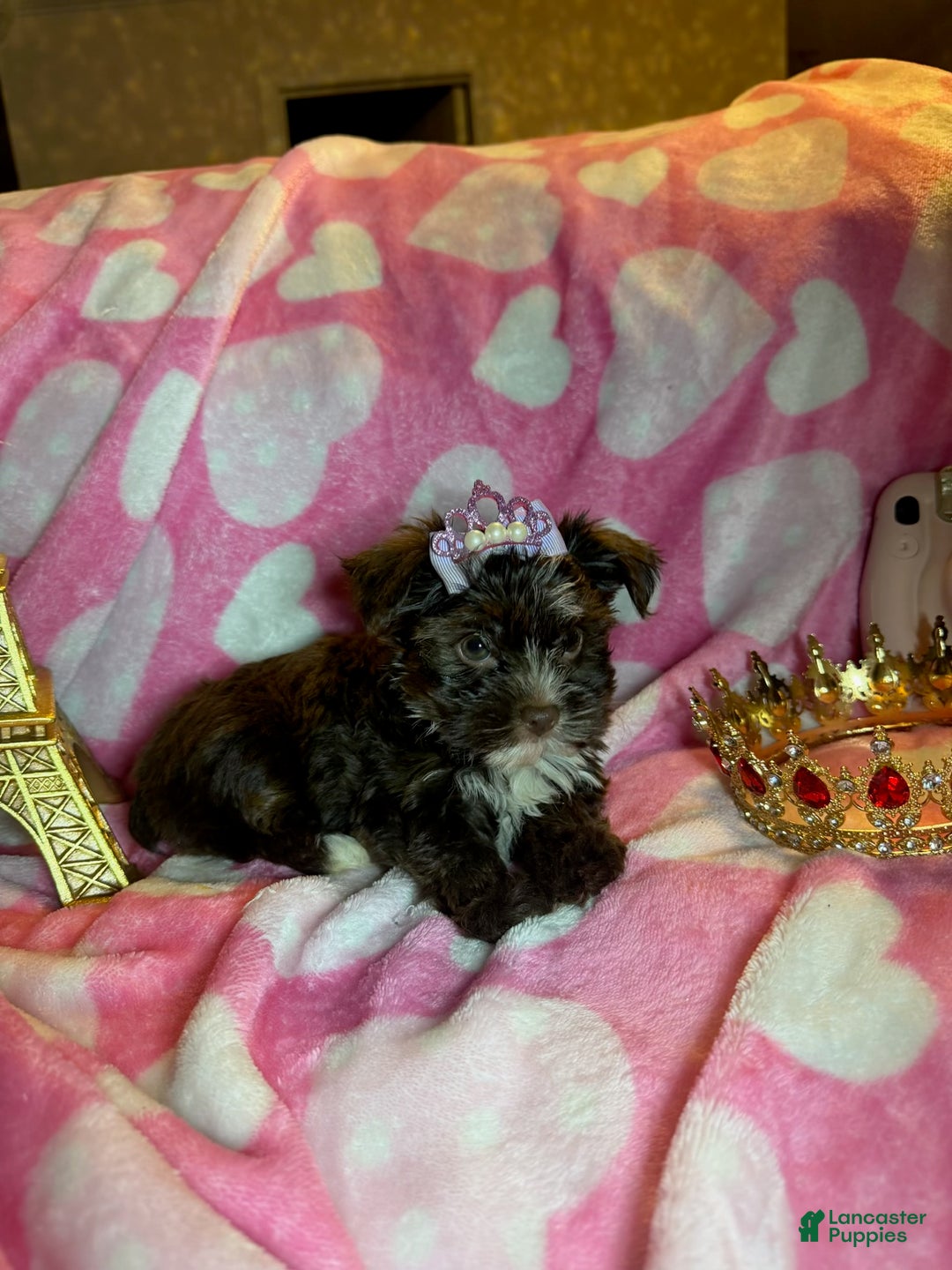 Yorkshire Terrier dogs for sale: Yorkshire Terrier Puppy 4 - Ad 5