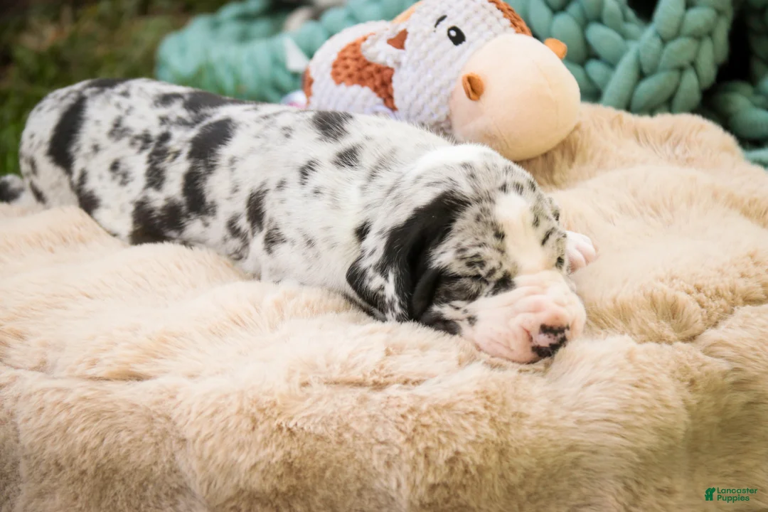 Great Dane dogs for sale: Samson - Ad 2