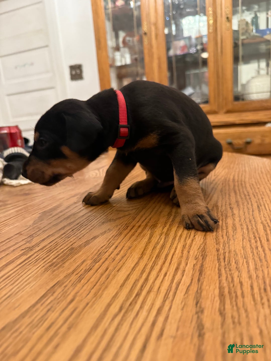 Doberman Pinscher dogs for sale: Rex - Ad 3