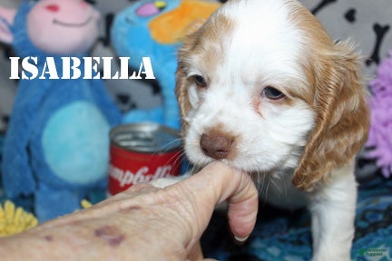 Cocker Spaniel dogs for sale: Isabella - Ad 2