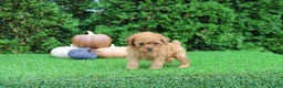 Toy Poodle dogs for sale: Faye - Ad 2