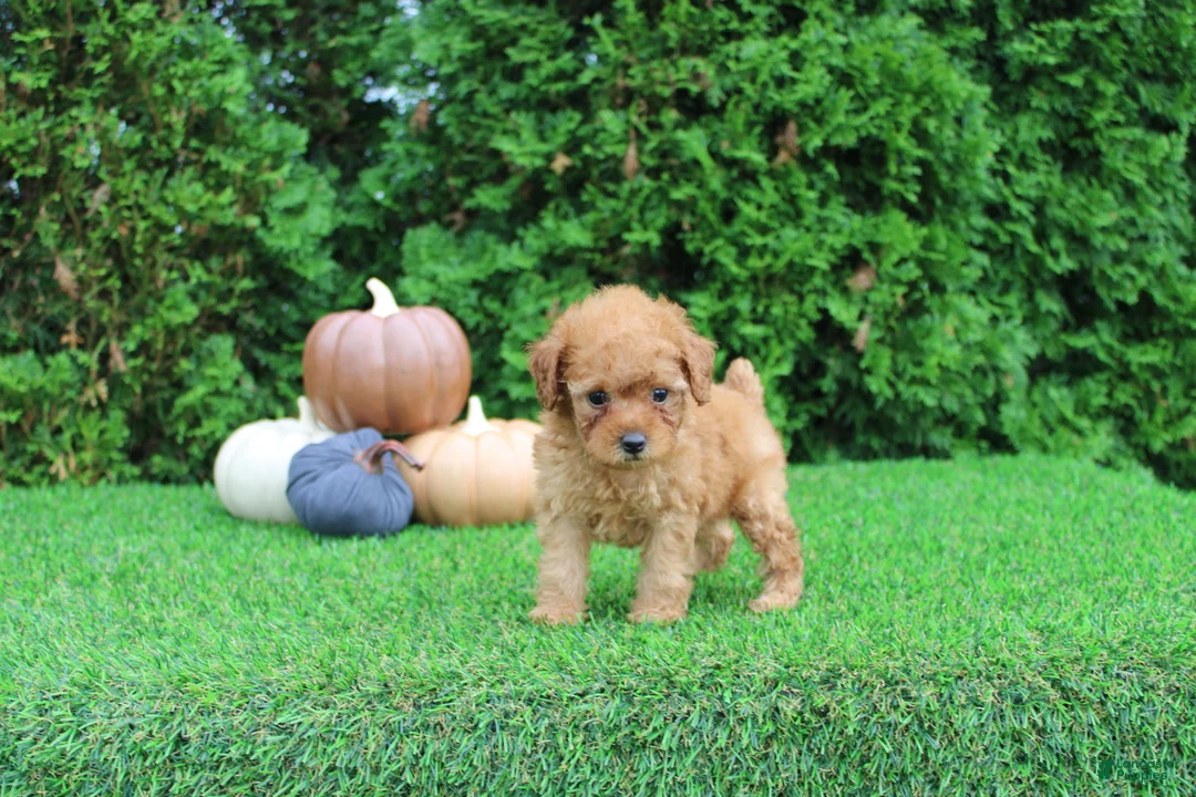 Toy Poodle dogs for sale: Faye - Ad 2