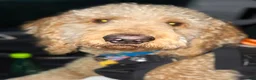 Double Doodle dogs for sale: River - F2 Double Doodle - Ad 33