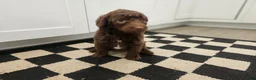 Standard Poodle dogs for sale: Jim Halpert - Ad 10