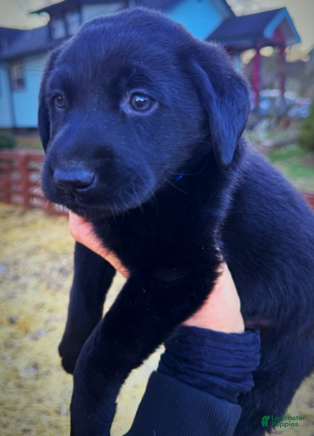 Labrador Retriever dogs for sale: Labrador Retriever Puppy 1 - Ad 3