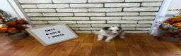 Australian Shepherd dogs for sale: Onyx  - Ad 2