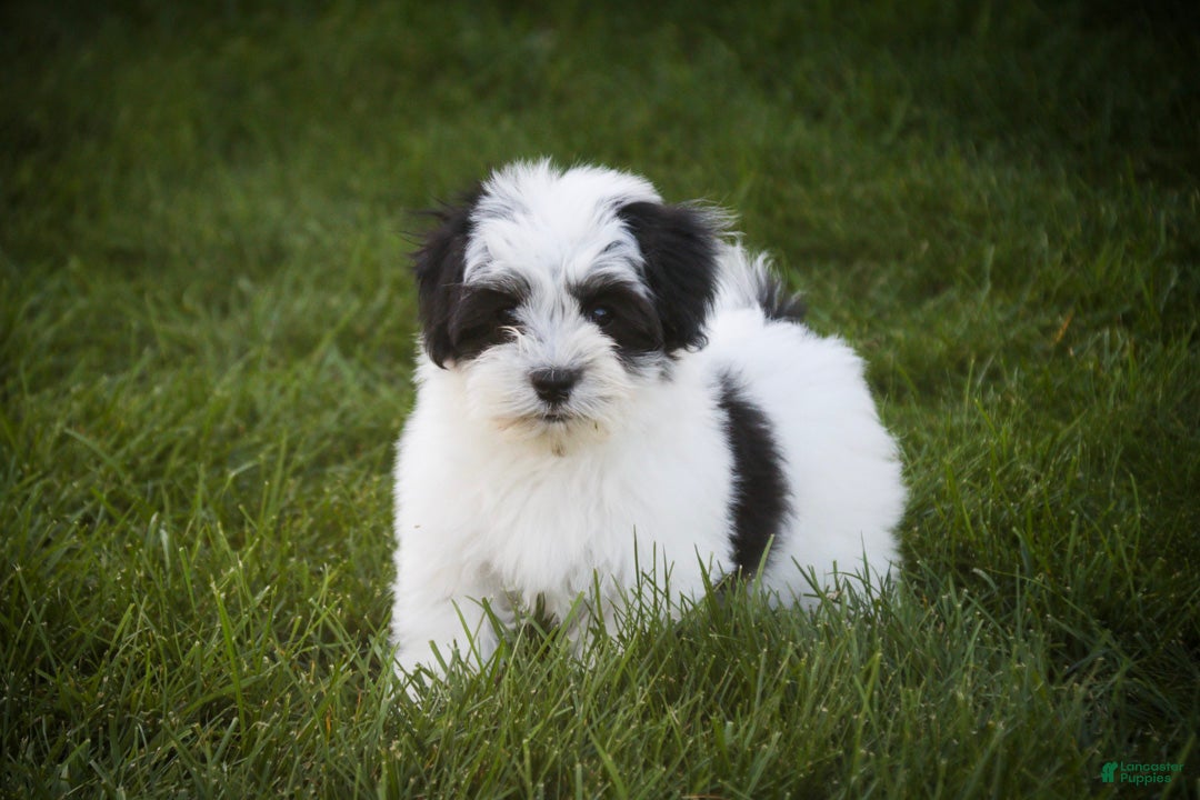 Havanese dogs Libby Havanese  - Ad 2
