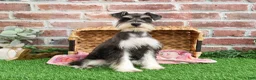 Miniature Schnauzer dogs for sale: Maureen  - Ad 2