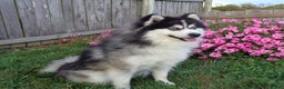 Pomsky dogs for sale: Gina - Ad 11