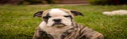 English Bulldog dogs for sale: Queen English Bulldog  - Ad 7