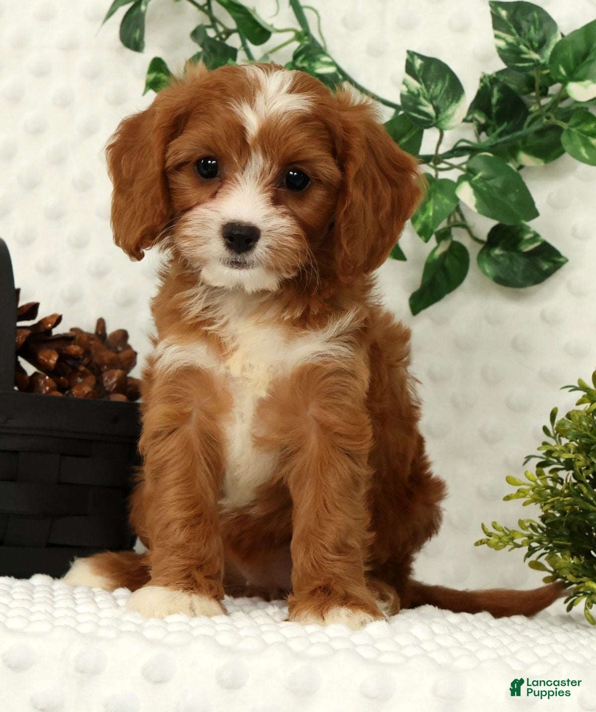 Cavapoo dogs Lexi - Ad 2