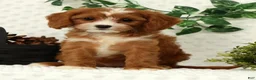 Cavapoo dogs for sale: Lexi - Ad 2