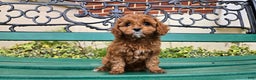 Cavapoo dogs for sale: Jill - Ad 13