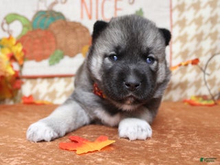 Pomsky dogs Lorcan - Ad 2