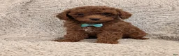 Miniature Poodle dogs for sale: Bingo - Ad 4