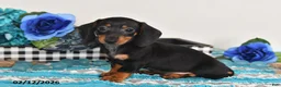Miniature Dachshund dogs for sale: Freddie - Ad 3