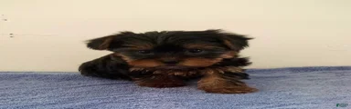 Molly