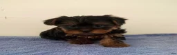 Yorkshire Terrier dogs for sale: Molly - Ad 1