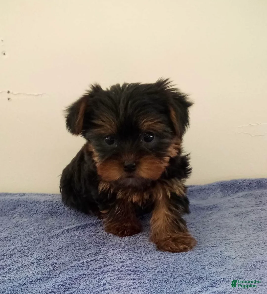 Yorkshire Terrier dogs for sale: Molly - Ad 1
