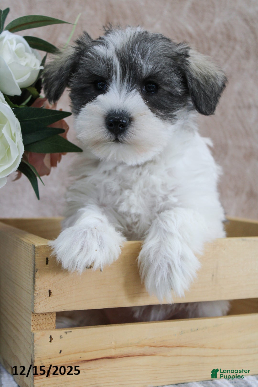 Miniature Schnauzer dogs for sale: Pepper - Ad 3