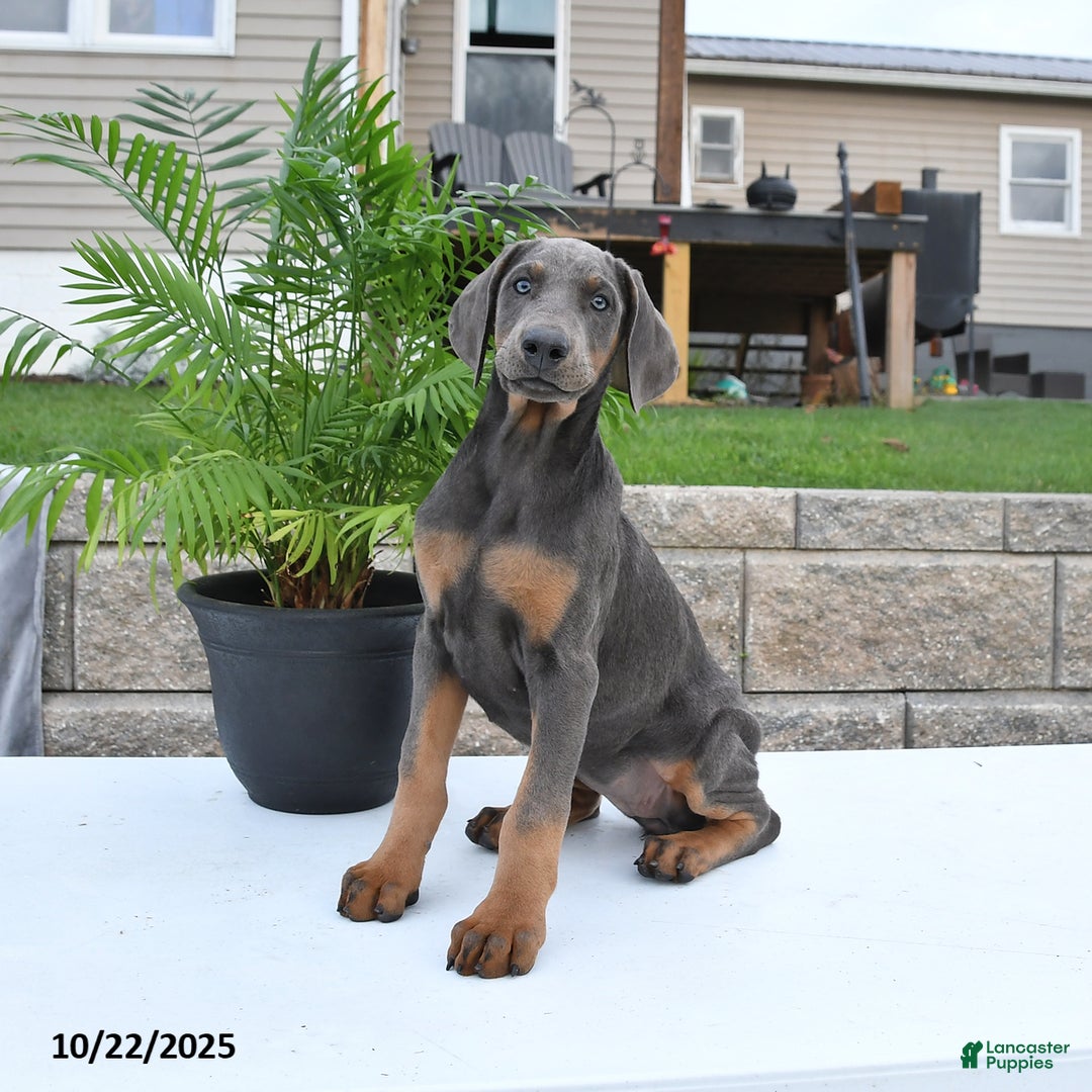 Doberman Pinscher Puppies for sale in Columbia, Maryland