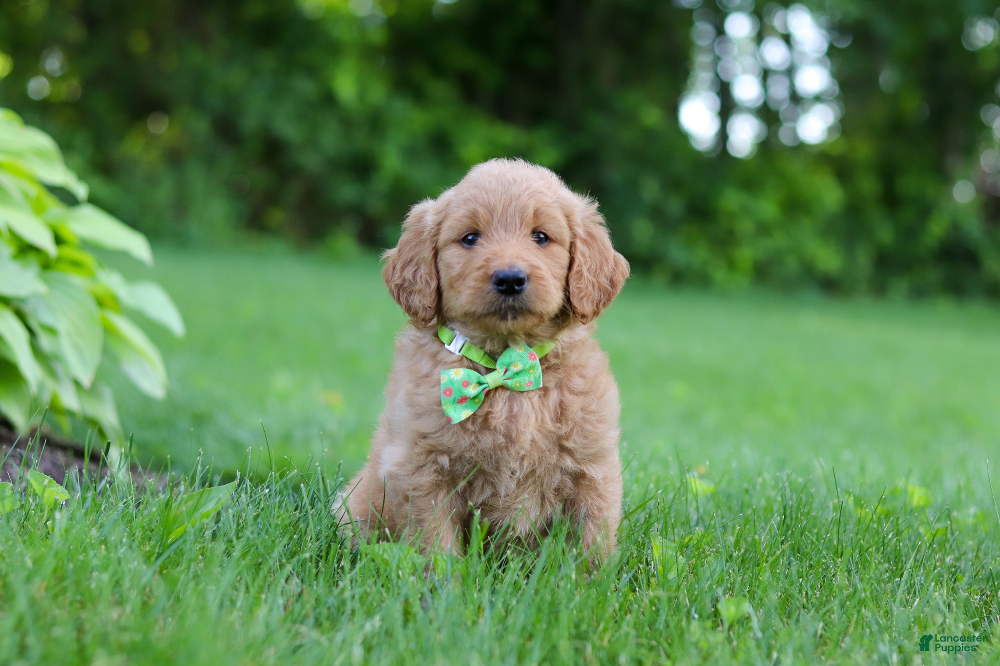 Goldendoodle dogs Buddy - Ad 1
