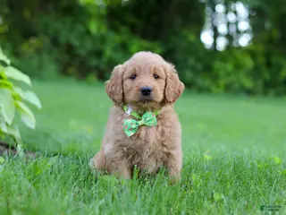 Goldendoodle dogs for sale: Buddy - Ad 3