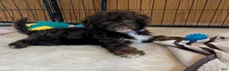 Cavapoo dogs for sale: Lilac- small - Ad 3