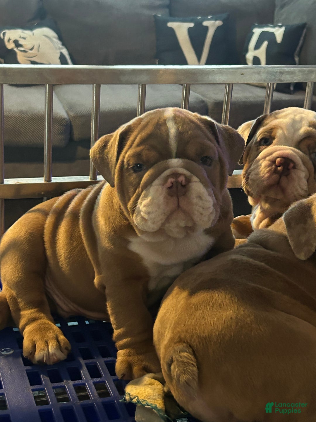 English Bulldog dogs for sale: English Bulldog Puppy 1 - Ad 8