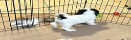 Shihpoo dogs for sale: Shihpoo 1 - Ad 2