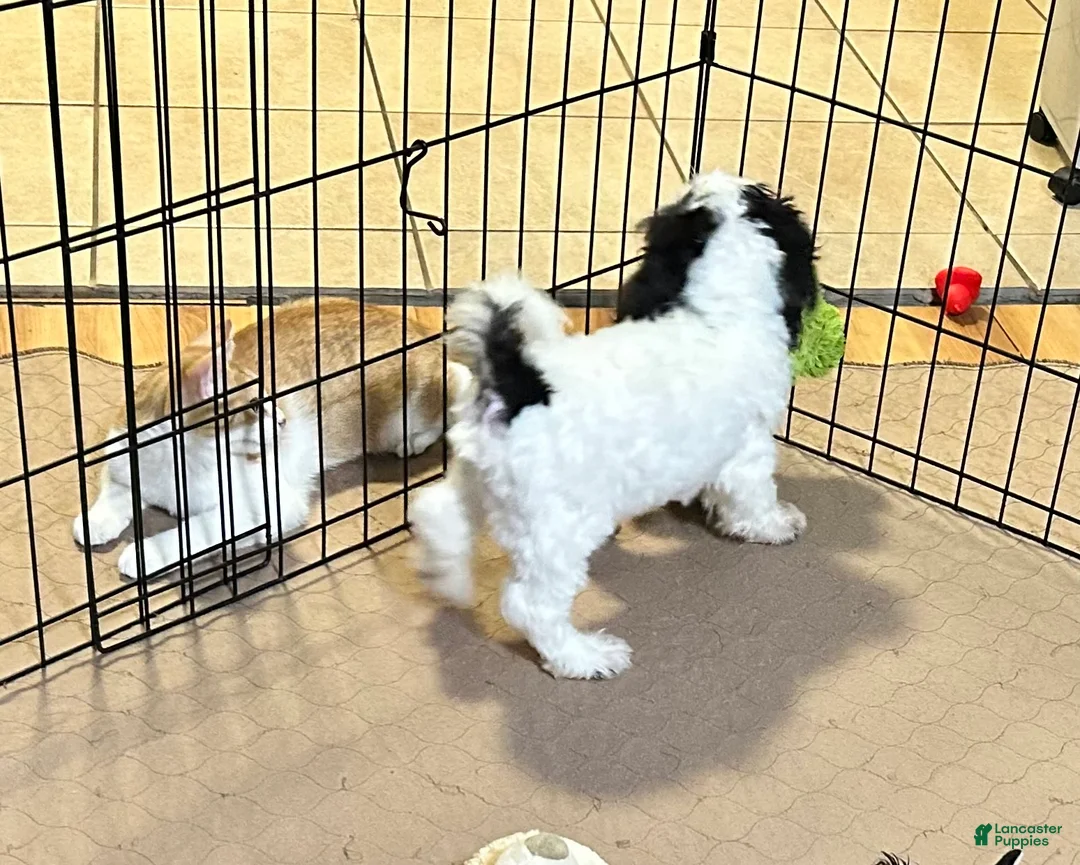 Shihpoo dogs for sale: Shihpoo 1 - Ad 2