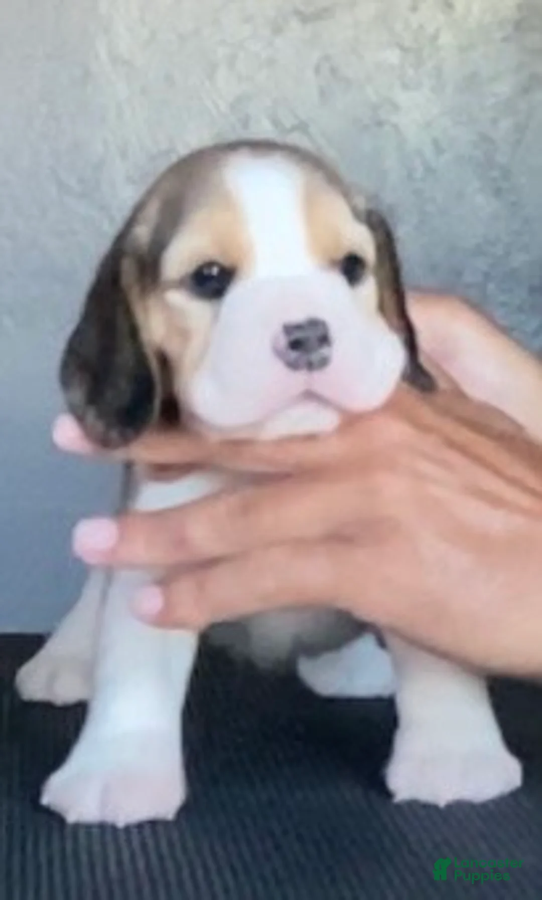 Beagle dogs for sale: Beagle 4 - Ad 2