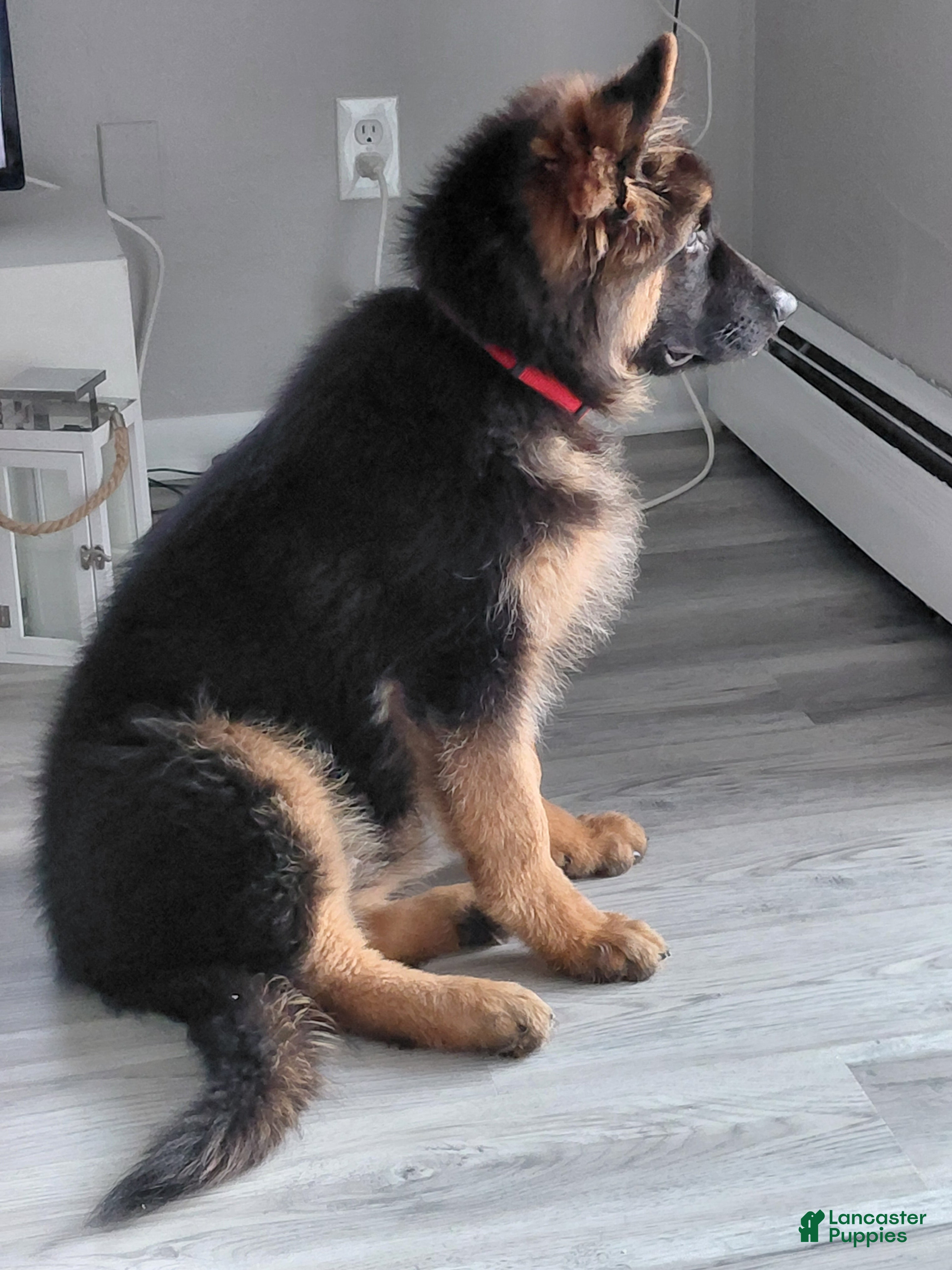 German Shepherd dogs Krypton Z Doliny Debow  - Ad 8